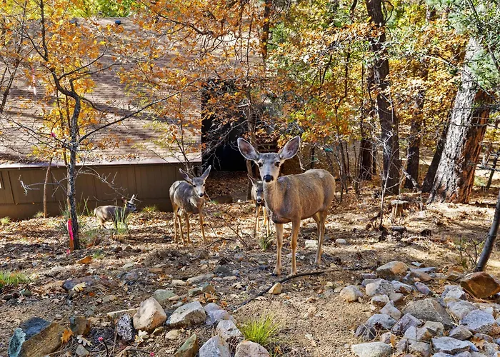 Ponderosa Hideaway 4-br Cabinmtn Viewtrailsbrbq Holiday home
