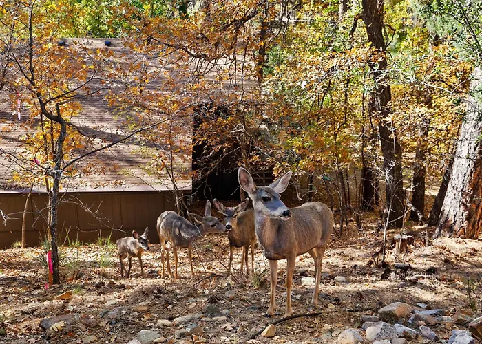 Ponderosa Hideaway 4-br Cabinmtn Viewtrailsbrbq Holiday home Prescott